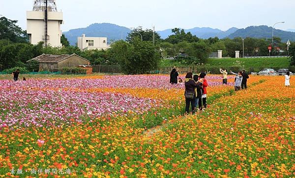 鄉間波斯菊 花海 255