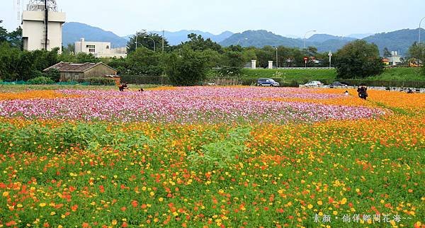 鄉間波斯菊 花海 244