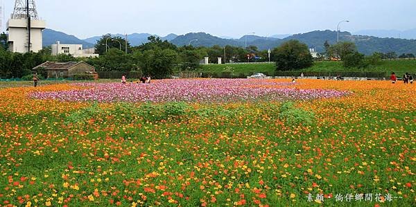 鄉間波斯菊 花海 238