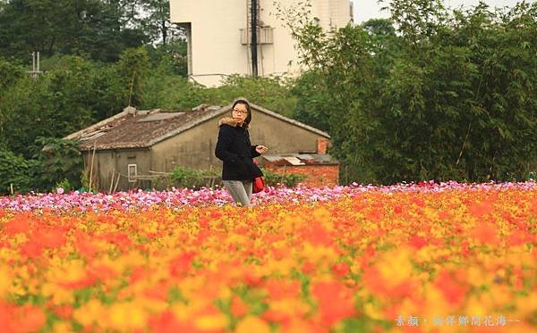 鄉間波斯菊 花海 304