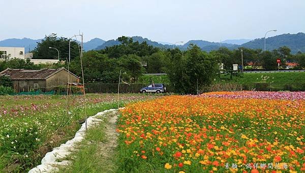 鄉間波斯菊 花海 230