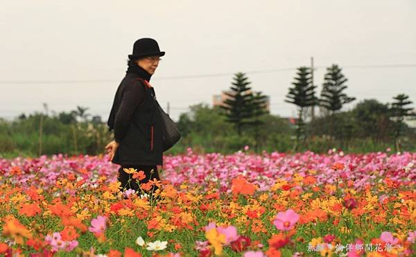 鄉間波斯菊 花海 332