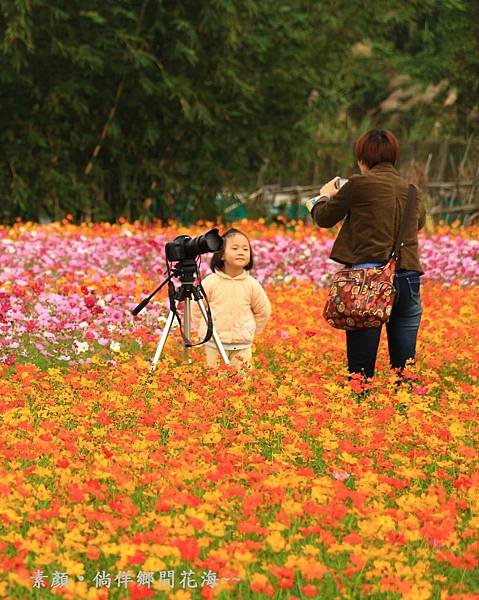 鄉間波斯菊 花海 340