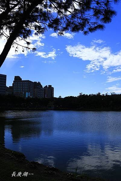 長庚湖，楓樹坑花海三 022