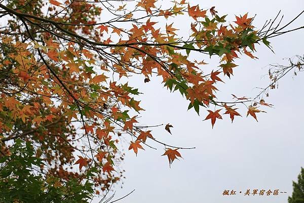 楓紅、美軍宿社區 365