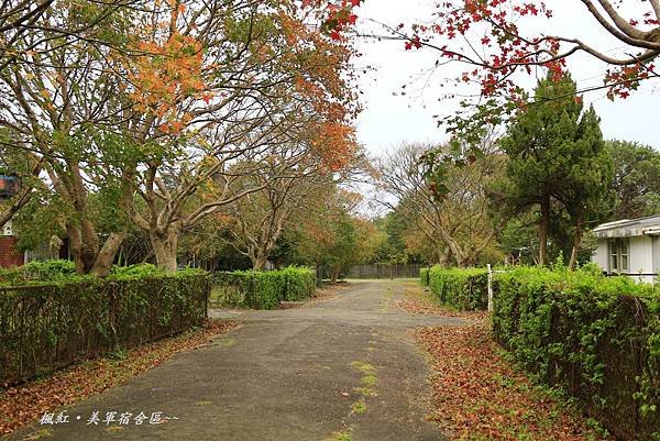 楓紅、美軍宿社區 371