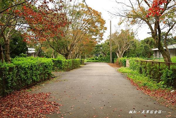 楓紅、美軍宿社區 347