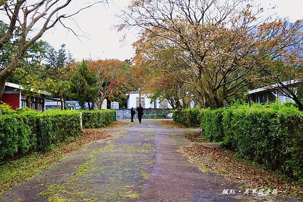 楓紅、美軍宿社區 396