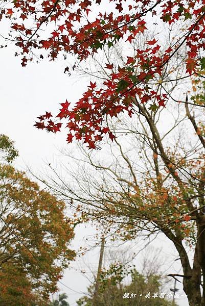 楓紅、美軍宿社區 336