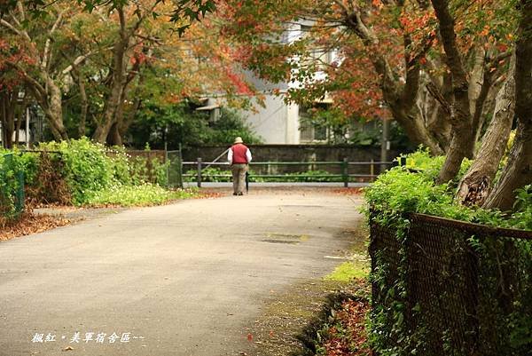 楓紅、美軍宿社區 234