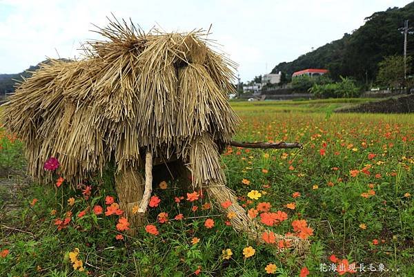 楓樹坑花海二 159