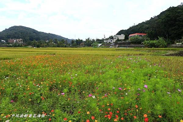 楓樹坑花海二 173