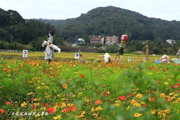 楓樹坑花海二 133