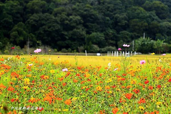 楓樹坑花海二 185