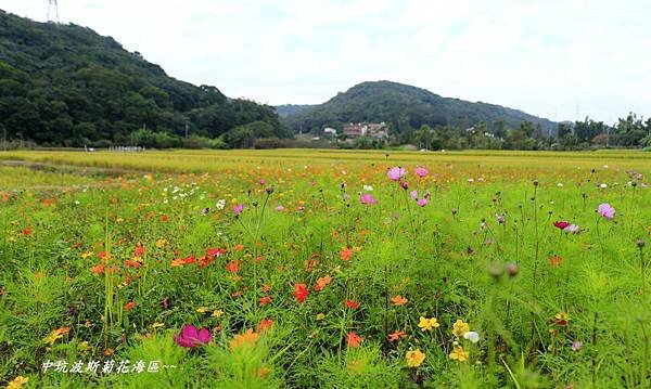 楓樹坑花海二 169