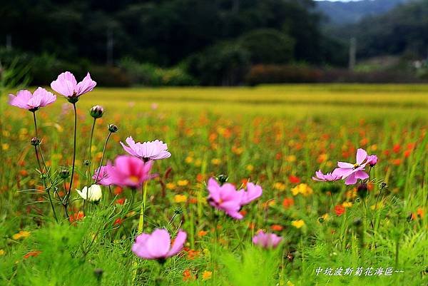 楓樹坑花海二 210