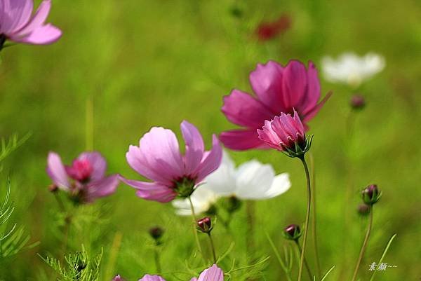 楓樹坑花海二 039