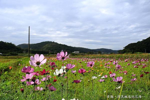 楓樹坑花海二 040