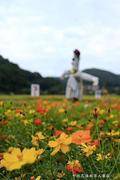 楓樹坑花海二 144