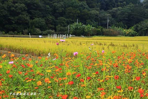 楓樹坑花海二 184