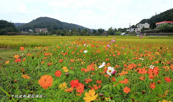 楓樹坑花海二 178