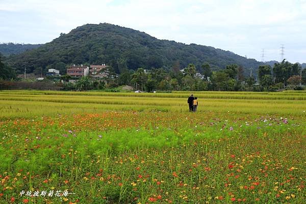 楓樹坑花海二 160