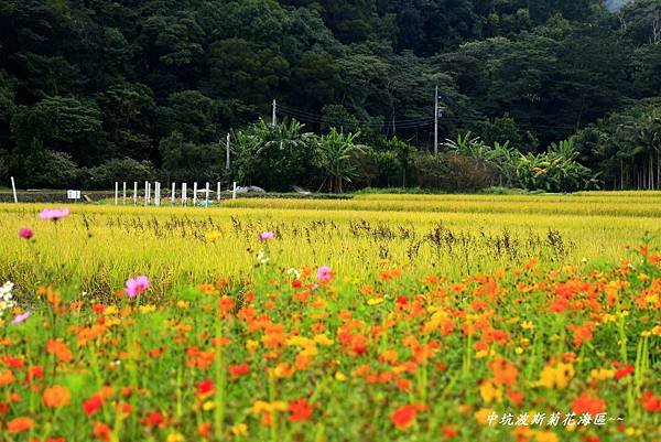 楓樹坑花海二 191