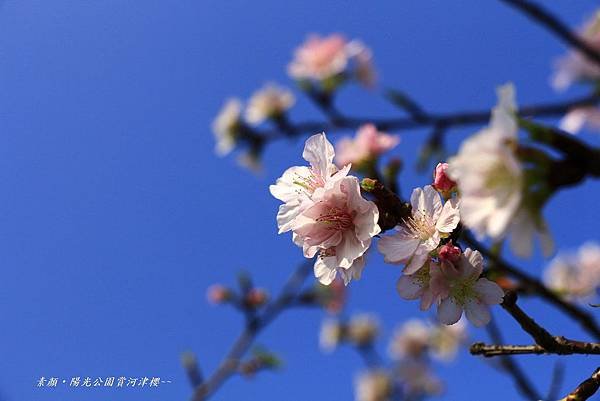 陽光運動公園‧陽光橋 027