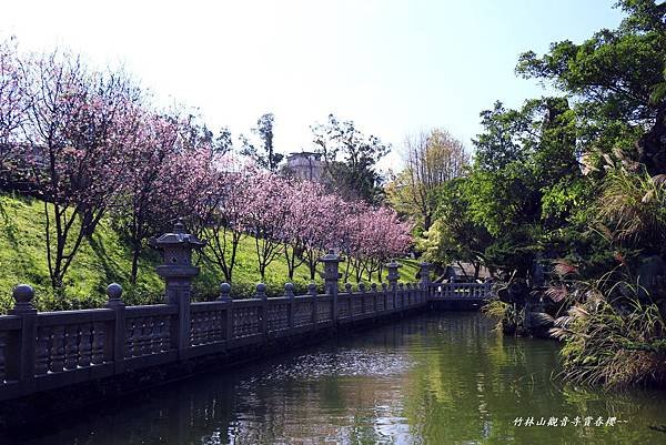 竹林寺春櫻 235