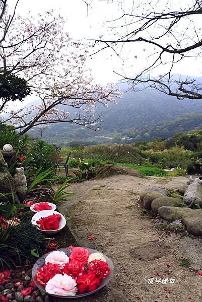 湖山綠地、頂坪櫻田 008 (213)