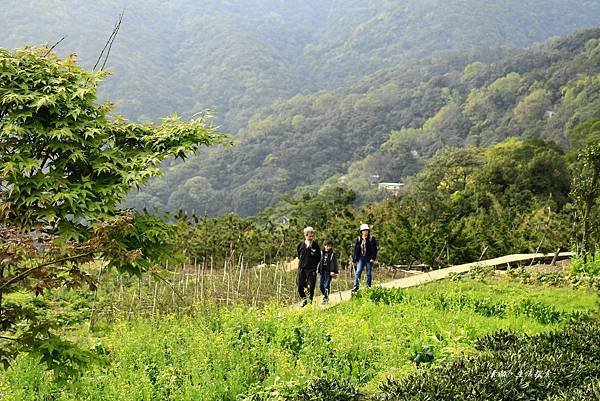 湖山綠地、頂坪櫻田 008 (277).JPG