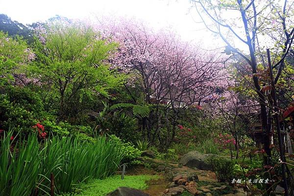 三芝吉野櫻民宅、楓樹湖 758