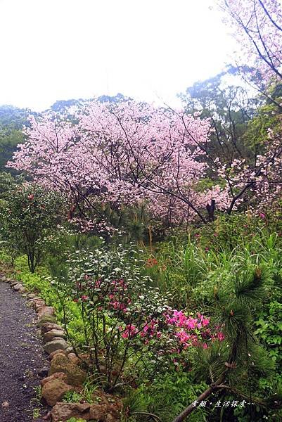 三芝吉野櫻民宅、楓樹湖 765