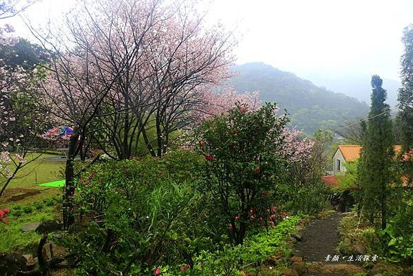 三芝吉野櫻民宅、楓樹湖 798