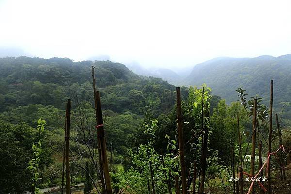 三芝吉野櫻民宅、楓樹湖 918