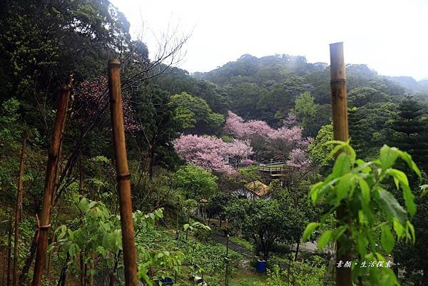 三芝吉野櫻民宅、楓樹湖 924