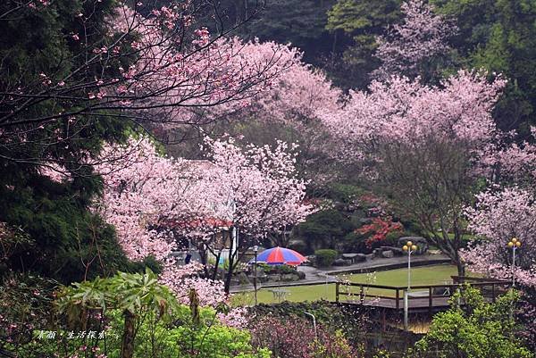 三芝吉野櫻民宅、楓樹湖 911.JPG