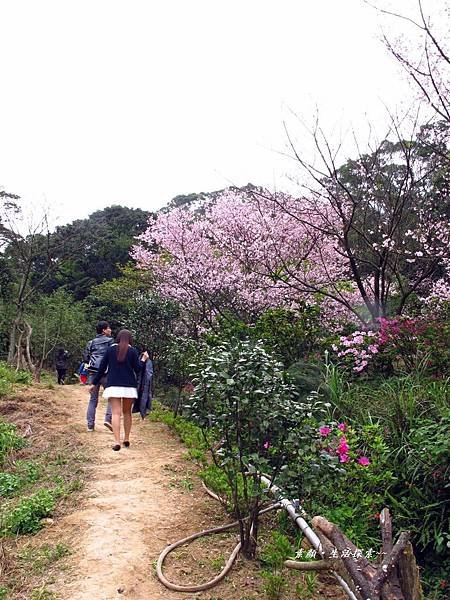 三芝 民宅驚艷吉野櫻 350