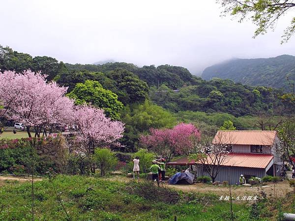 三芝 民宅驚艷吉野櫻 401