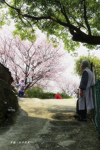 東方寺、圓仔貓熊大軍 246.JPG