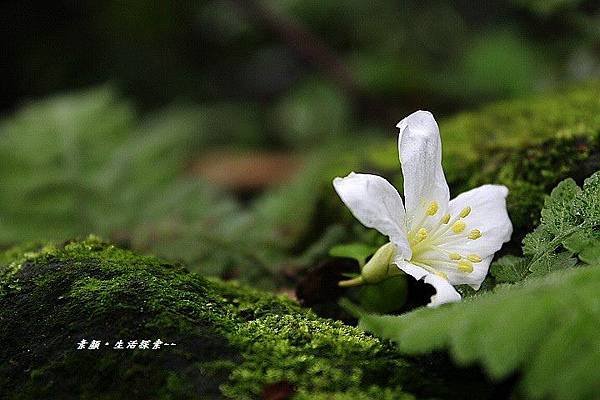 鳶山桐花 009