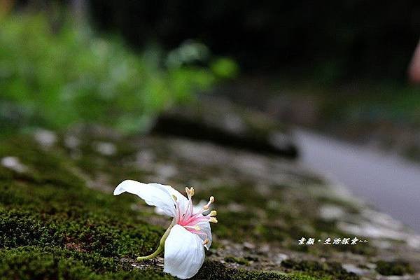 鳶山桐花 179