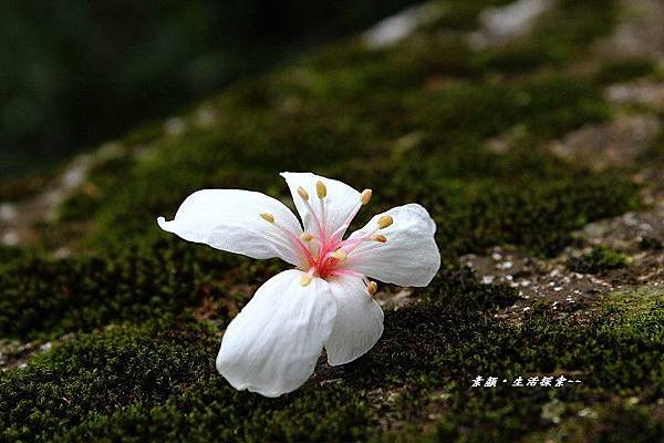 鳶山桐花 180