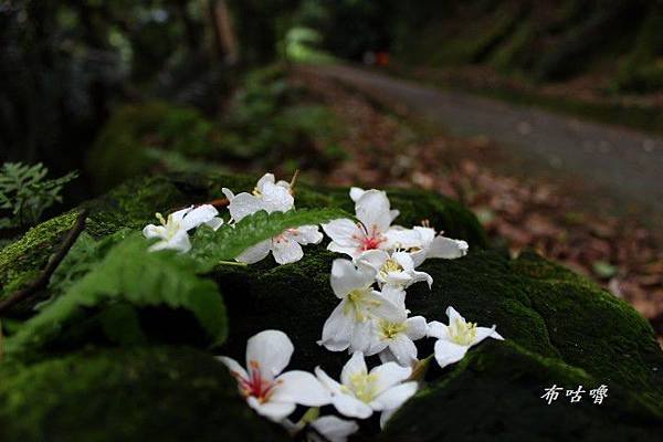 鳶山桐花 006