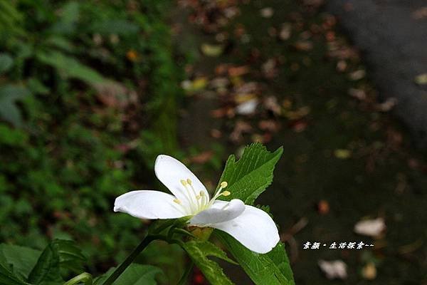 鳶山桐花 139