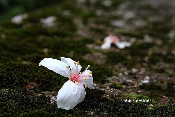 鳶山桐花 177