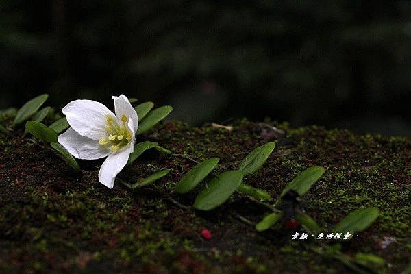 鳶山桐花 207