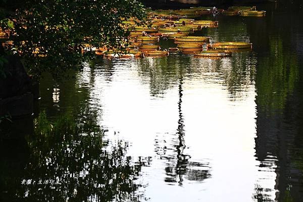 雙溪大王蓮、國父紀念館夜拍 280