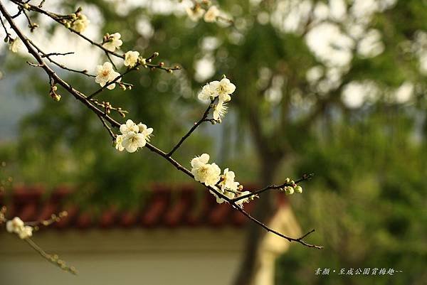 至成公園梅花 258