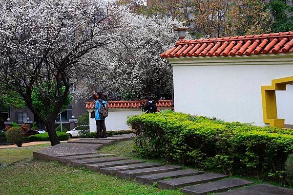 志成公園梅花開了 012